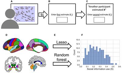 Brain structure correlates of social information use: an exploratory machine learning approach